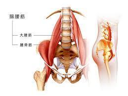 「腸腰筋　デスクワーク」の画像検索結果