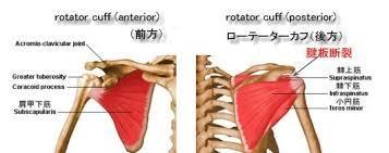 「野球肩 腱板」の画像検索結果