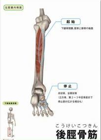 後脛骨.jpg
