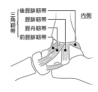 内側靱帯.gif