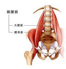 腸腰筋１.jpg