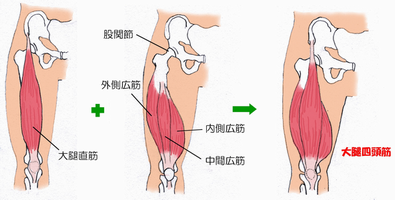 四頭筋.png