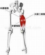 ハムストリング　加工.jpg